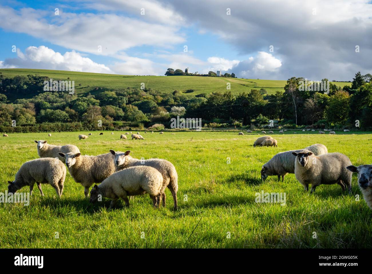 Southdowns sheep grazing below Jack & Jill windmill Stock Photo