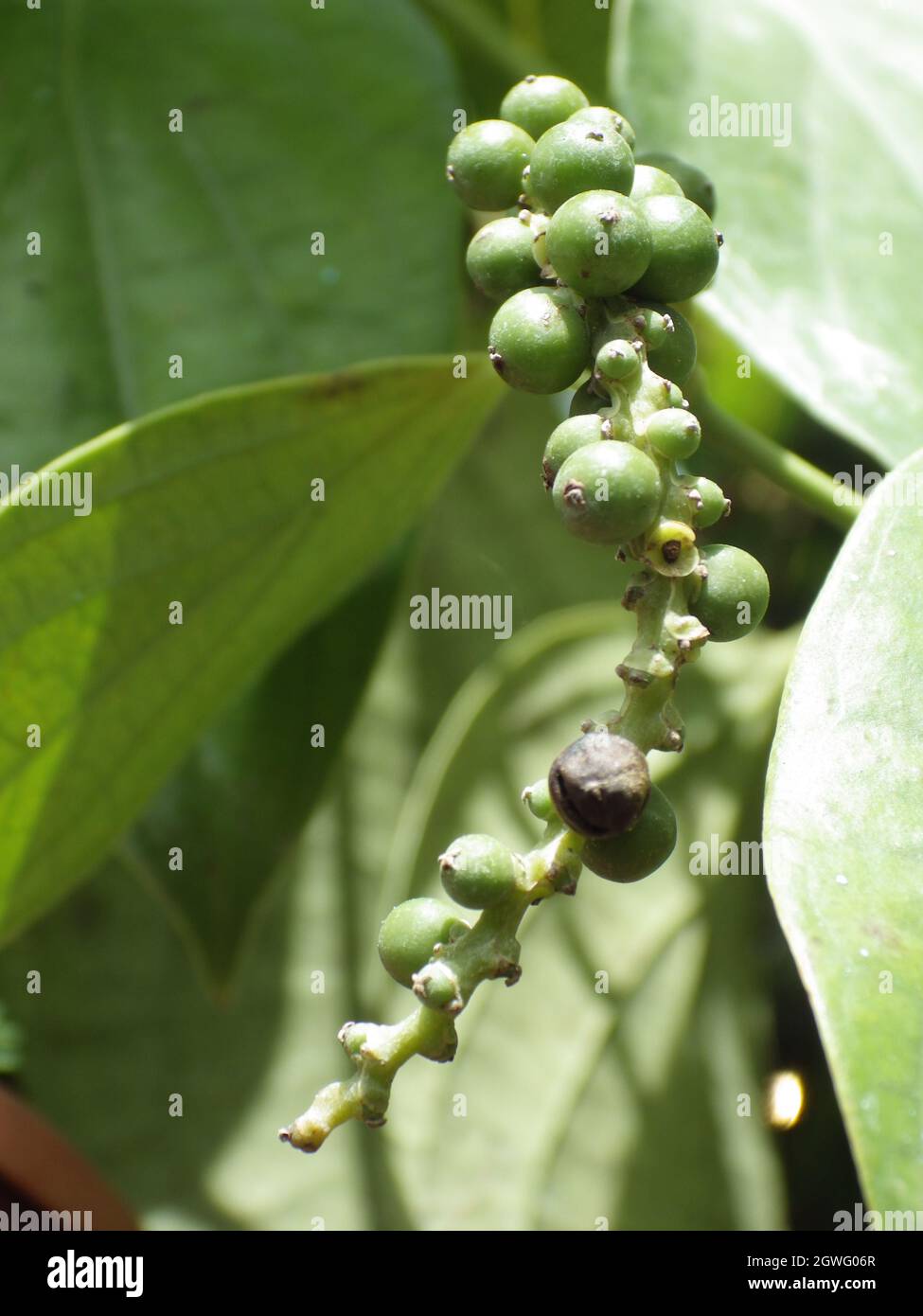 Pepper Is A Perennial Woody Vine Stock Photo Alamy