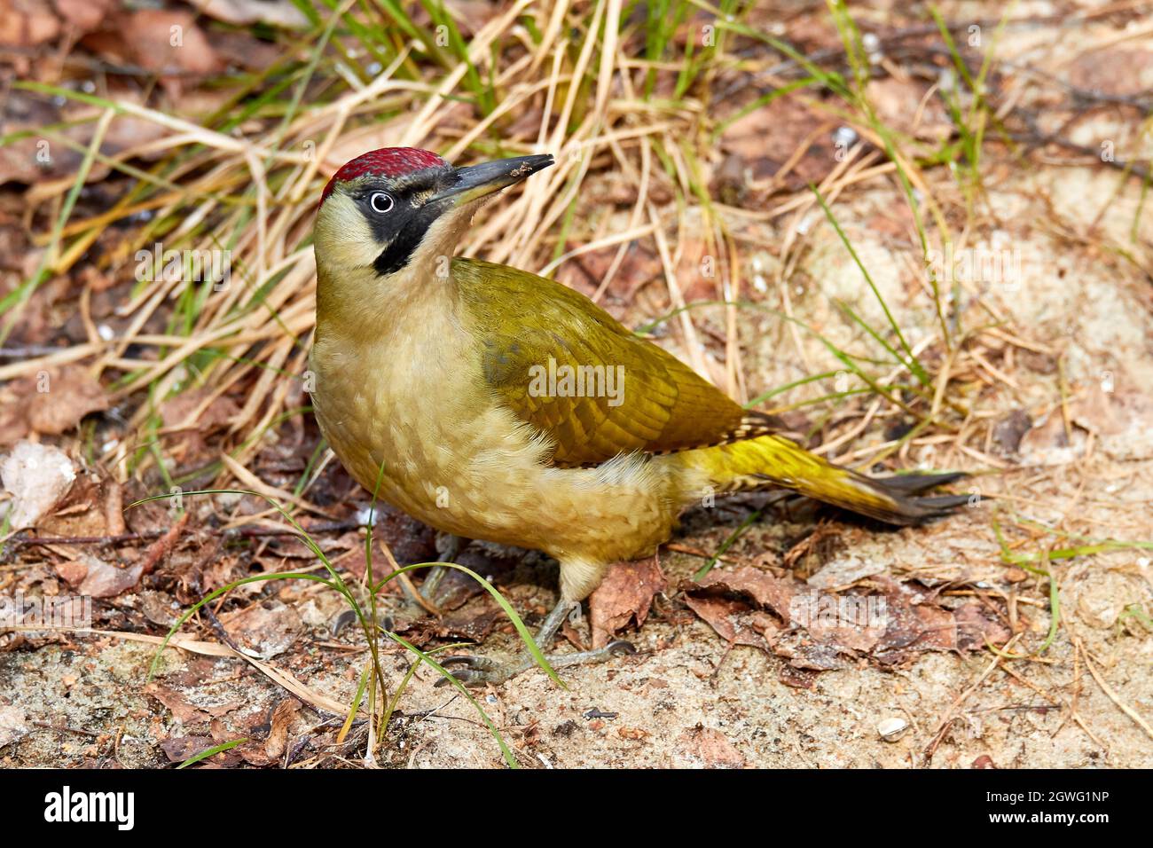 Green Woodpecker Sits On Forest Floor Looking For Food Typical For The Species Stock Photo
