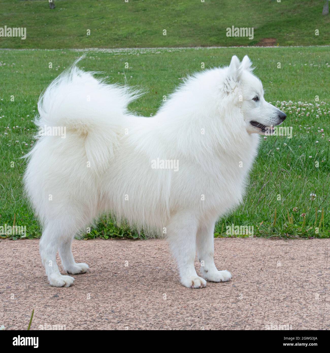 american eskimo dog Stock Photo