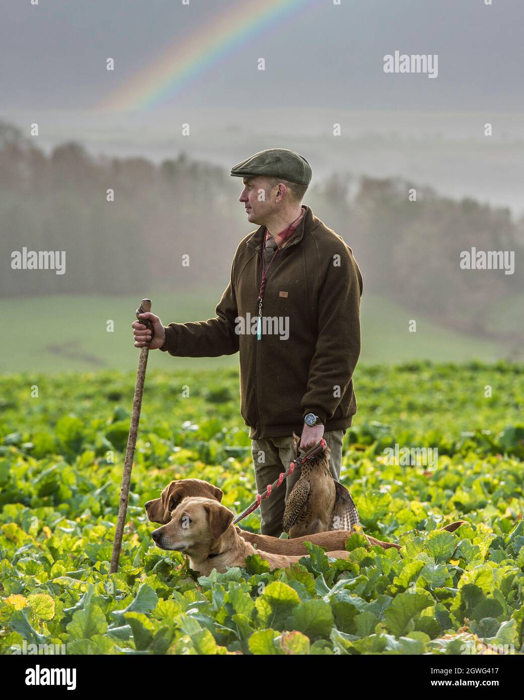 picking up dead shot pheasants with Labrador retrievers Stock Photo