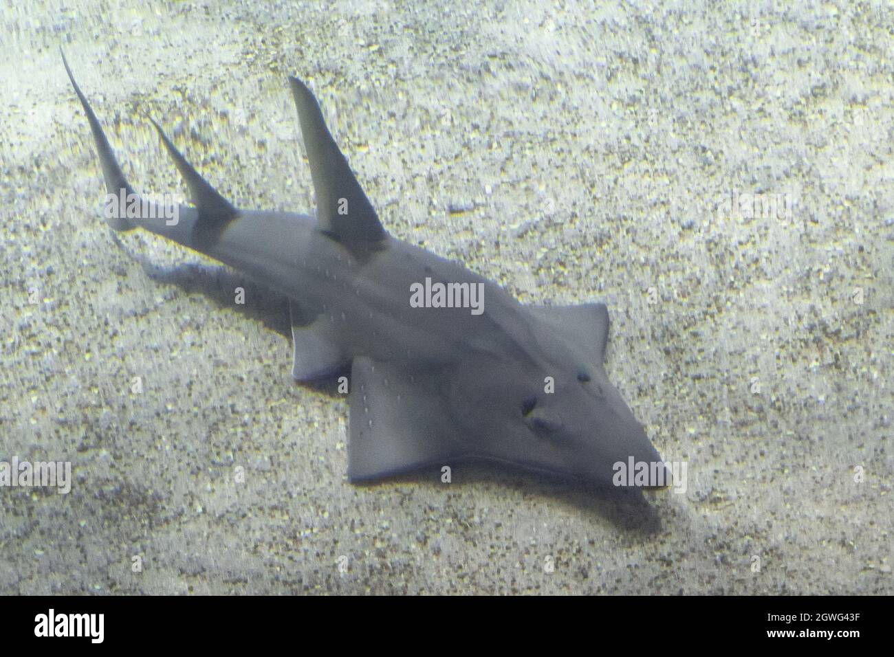 Shovelnose shark underwater on sand bottom portrait Stock Photo