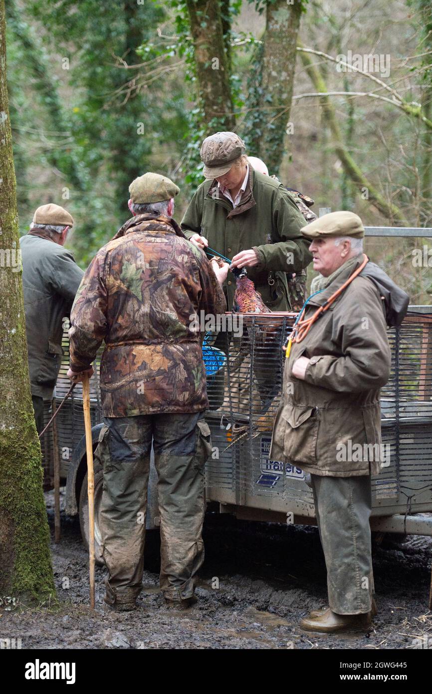 group of beaters loading gamecart on Pheasant shoot Stock Photo