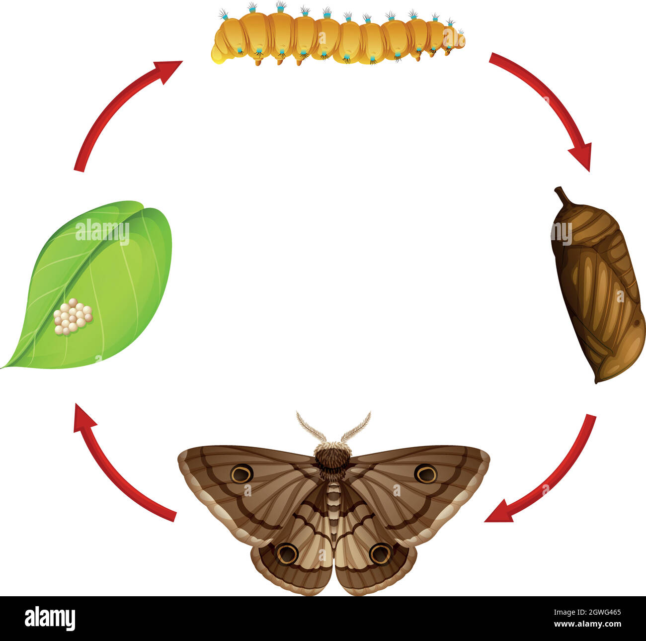 Moth life cycle concept Stock Vector Image & Art - Alamy