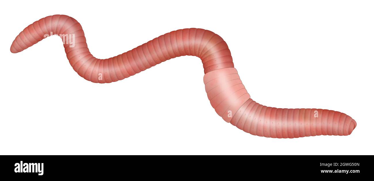 Common earthworm illustration against white background Stock Photo