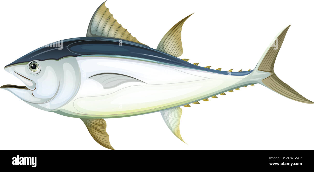 Atlantic bluefin tuna Stock Vector
