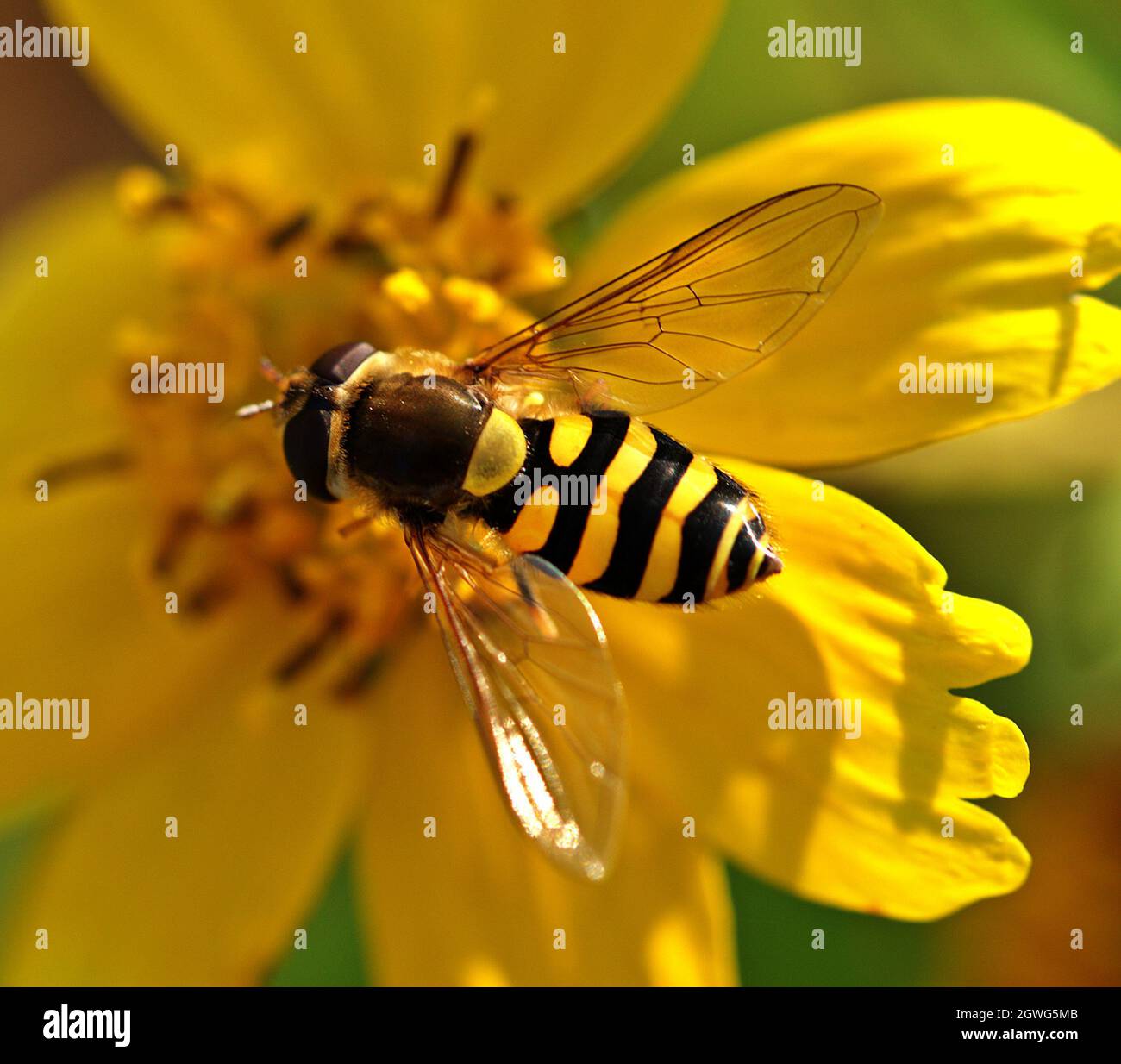 A bee is sitting on a yellow blossom. The name of the flower is girl's eye , Coreopsis. Stock Photo