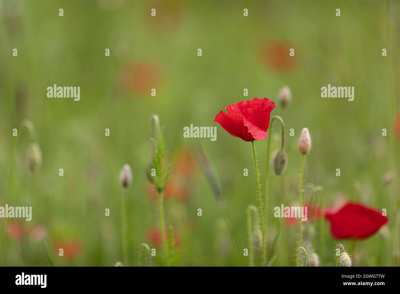 A closeup shot of a red poppy growing in the flower field Stock Photo ...