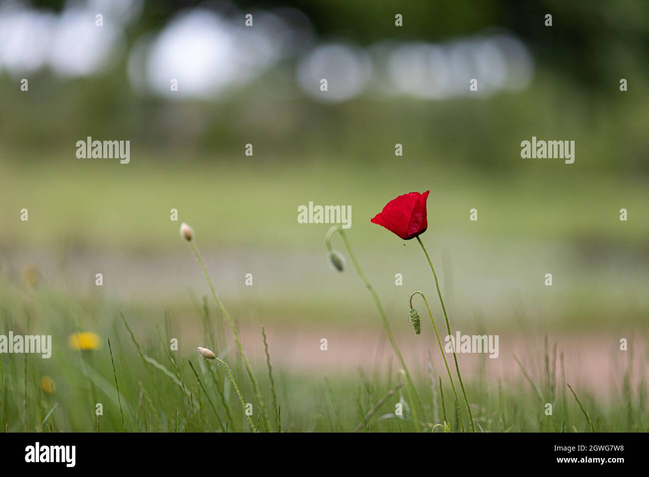 A closeup shot of a red poppy flower growing in the garden Stock Photo ...