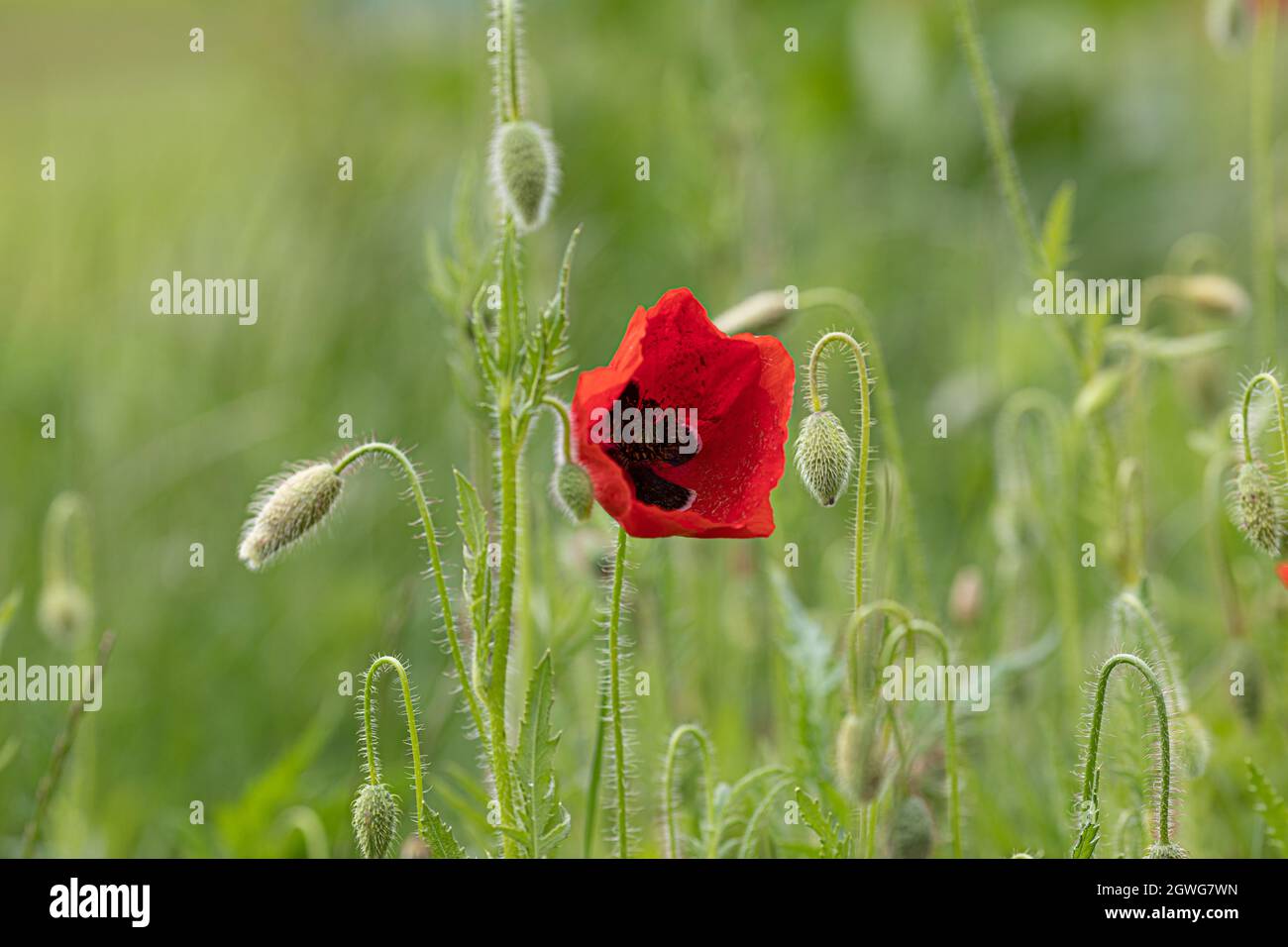 A closeup shot of a red poppy flower growing in the green field Stock ...