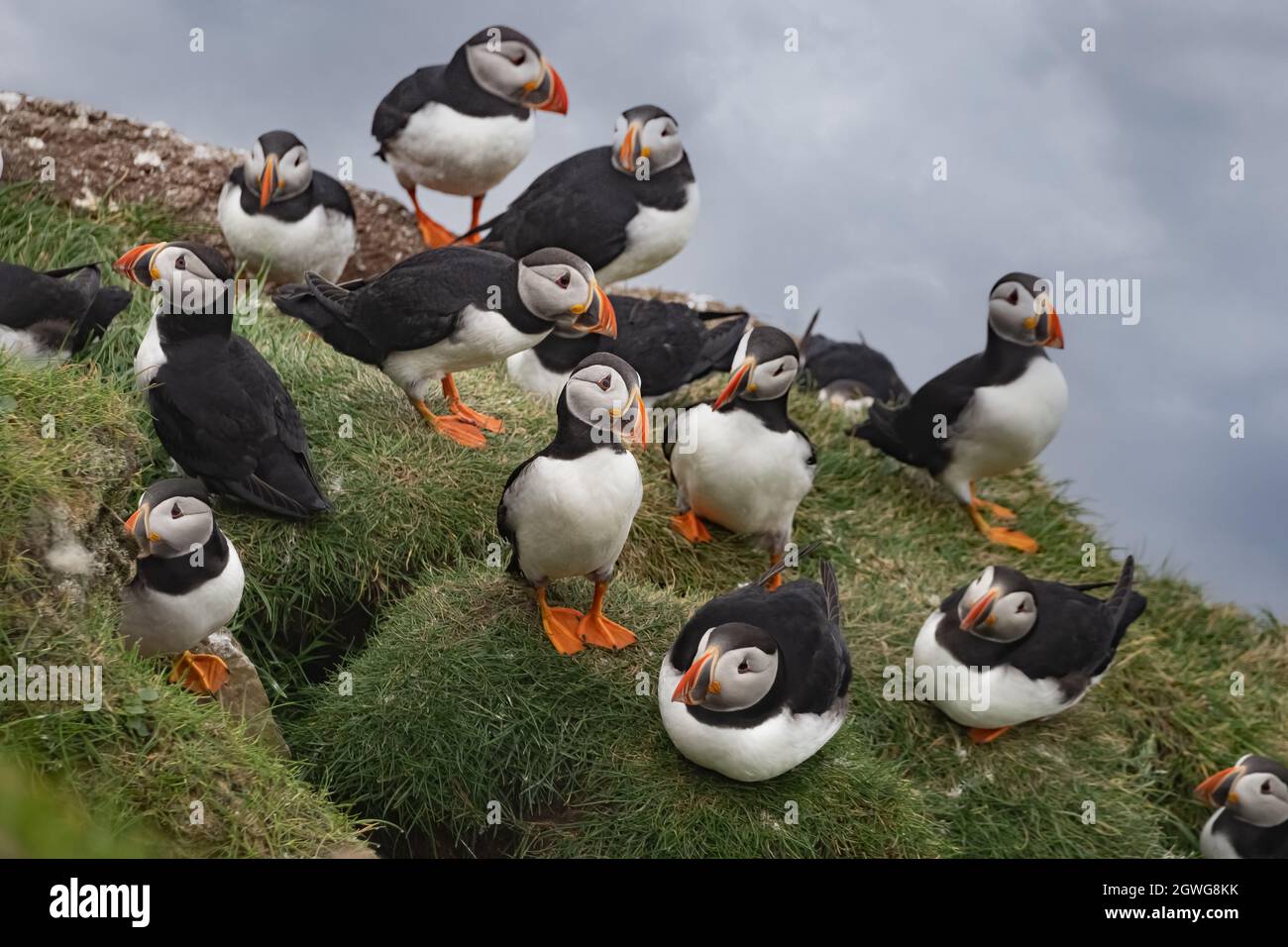 Huge colonies of Atlantic puffins breeding on the cliffs of the Mykines ...