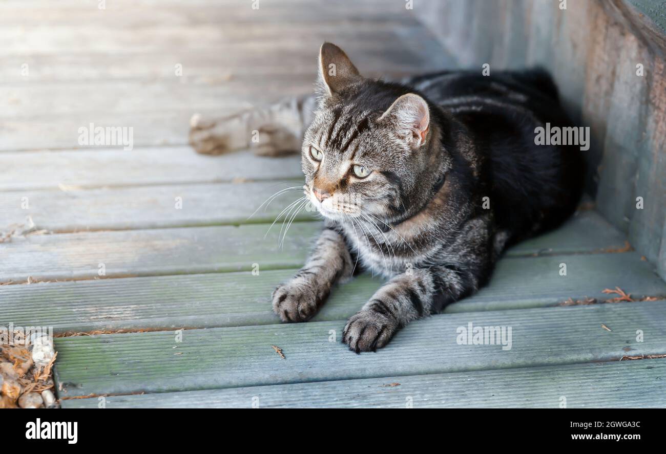 Close up of a tabby cat lying on a wooden decking in the garden, UK. Stock Photo
