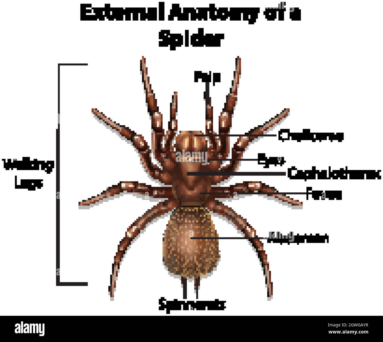 External Anatomy of a Spider on white background Stock Vector