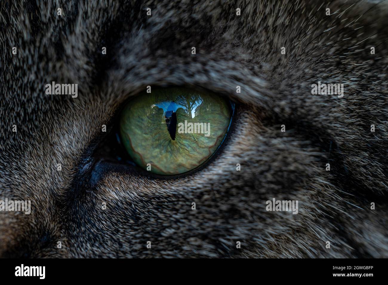 Close Up Of A Cat Eyes. Tabby Cat. Felis Catus. Bright Yellow Eyes With
