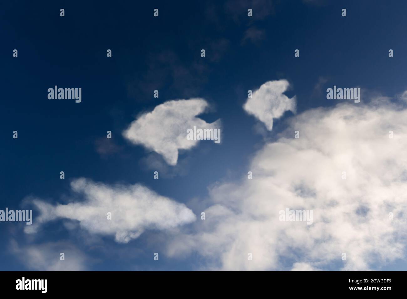 Close up of clouds shaped like fish Stock Photo Alamy