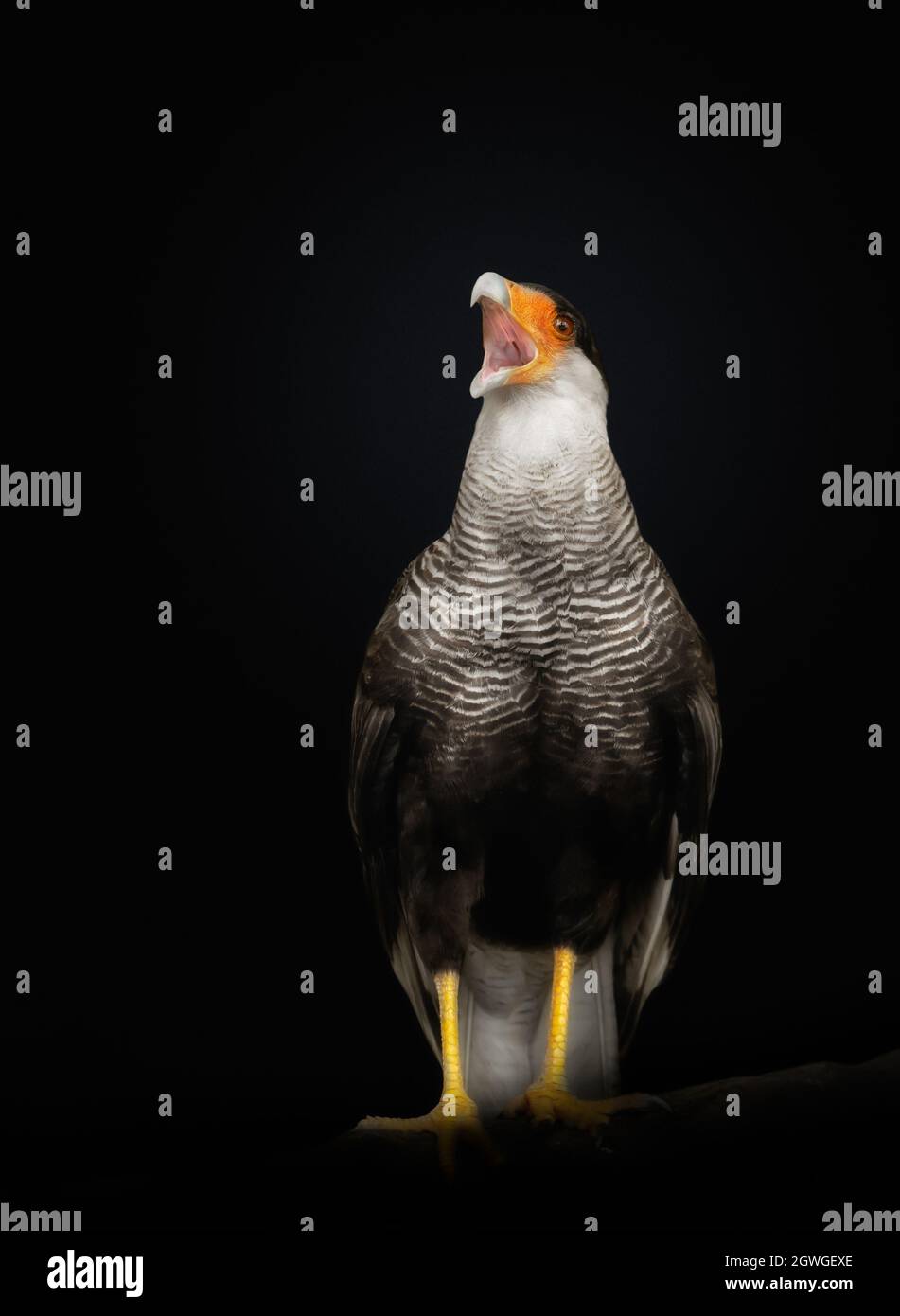Close up of a Southern crested caracara calling against black background, Pantanal, Brazil. Stock Photo