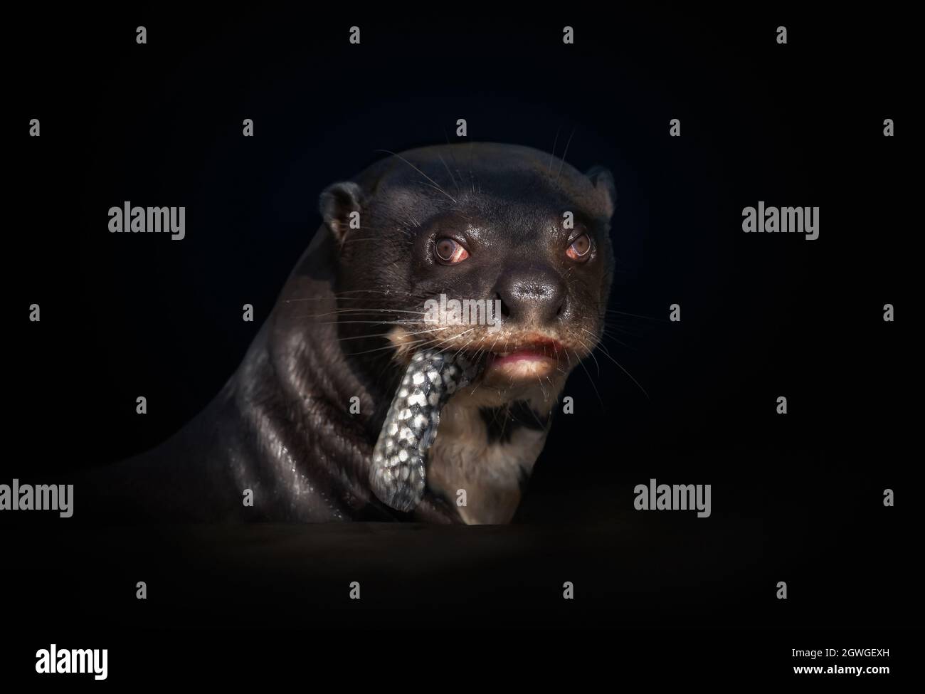Close up of a giant otter eating a fish against black background, Pantanal, Brazil. Stock Photo