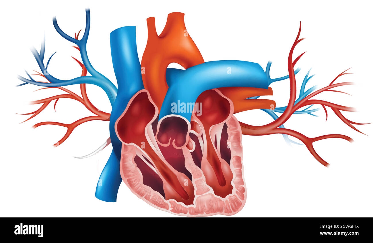 Human heart Stock Vector
