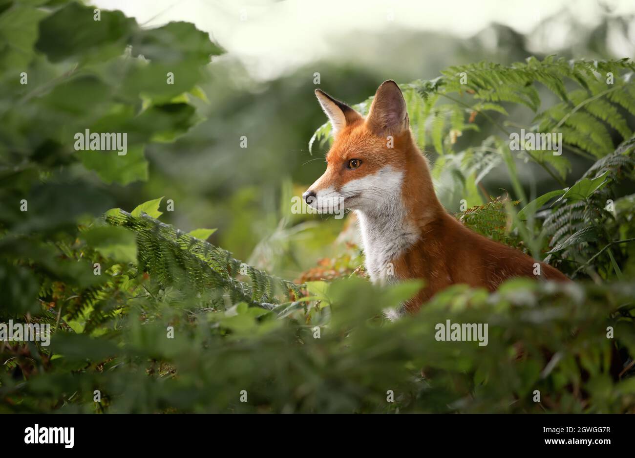 Close up of a Red fox (Vulpes vulpes) in ferns, UK. Stock Photo