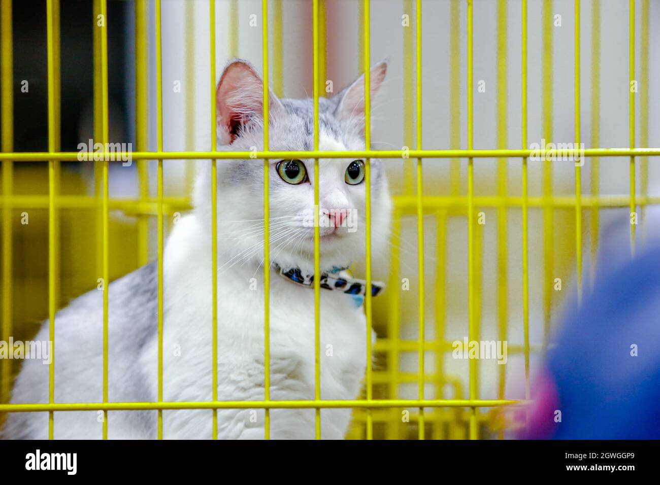 Portrait Of Cat In Cage Stock Photo Alamy