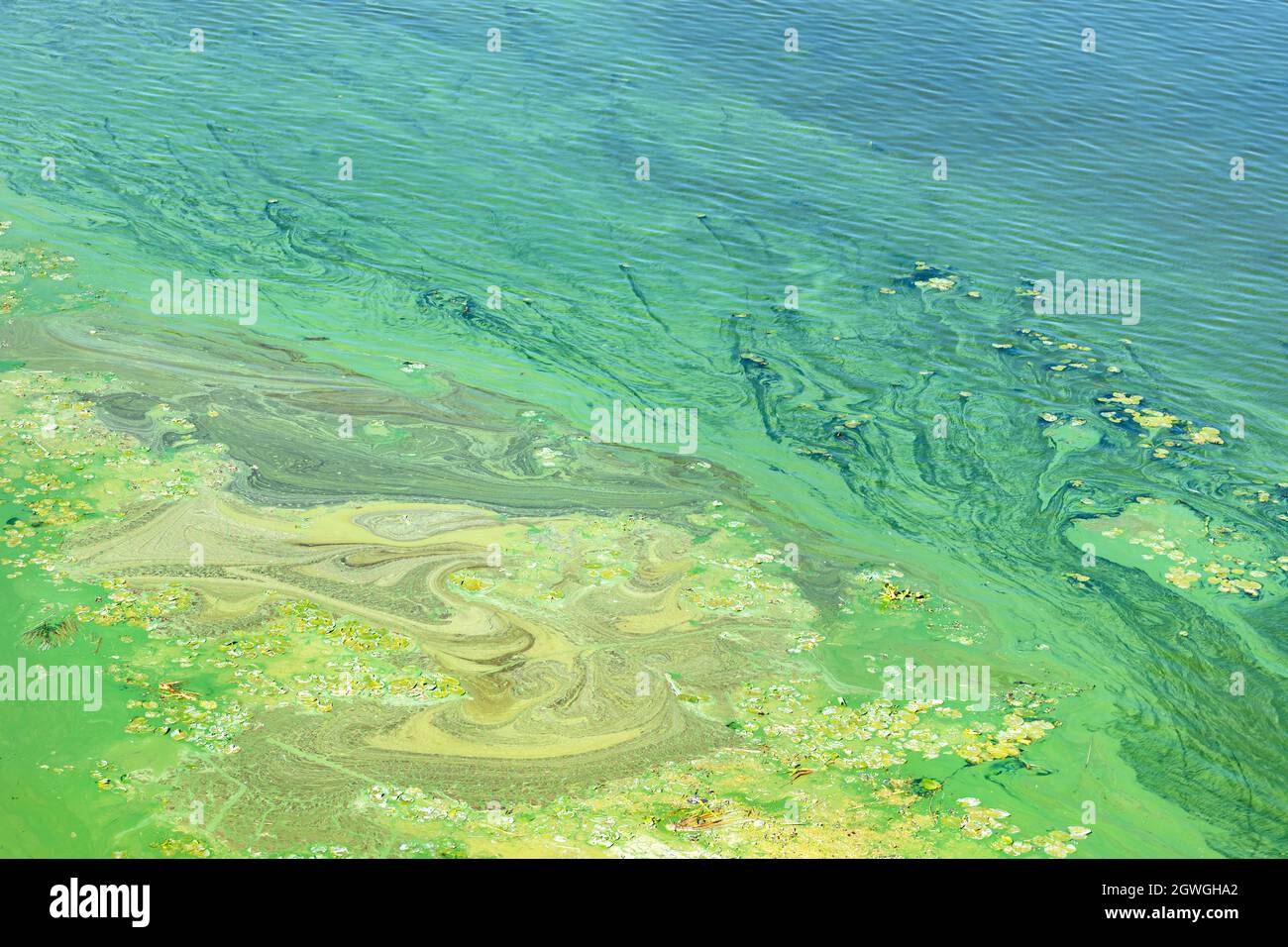 Blue-green algae cover the surface of the river's coastal waters with a ...