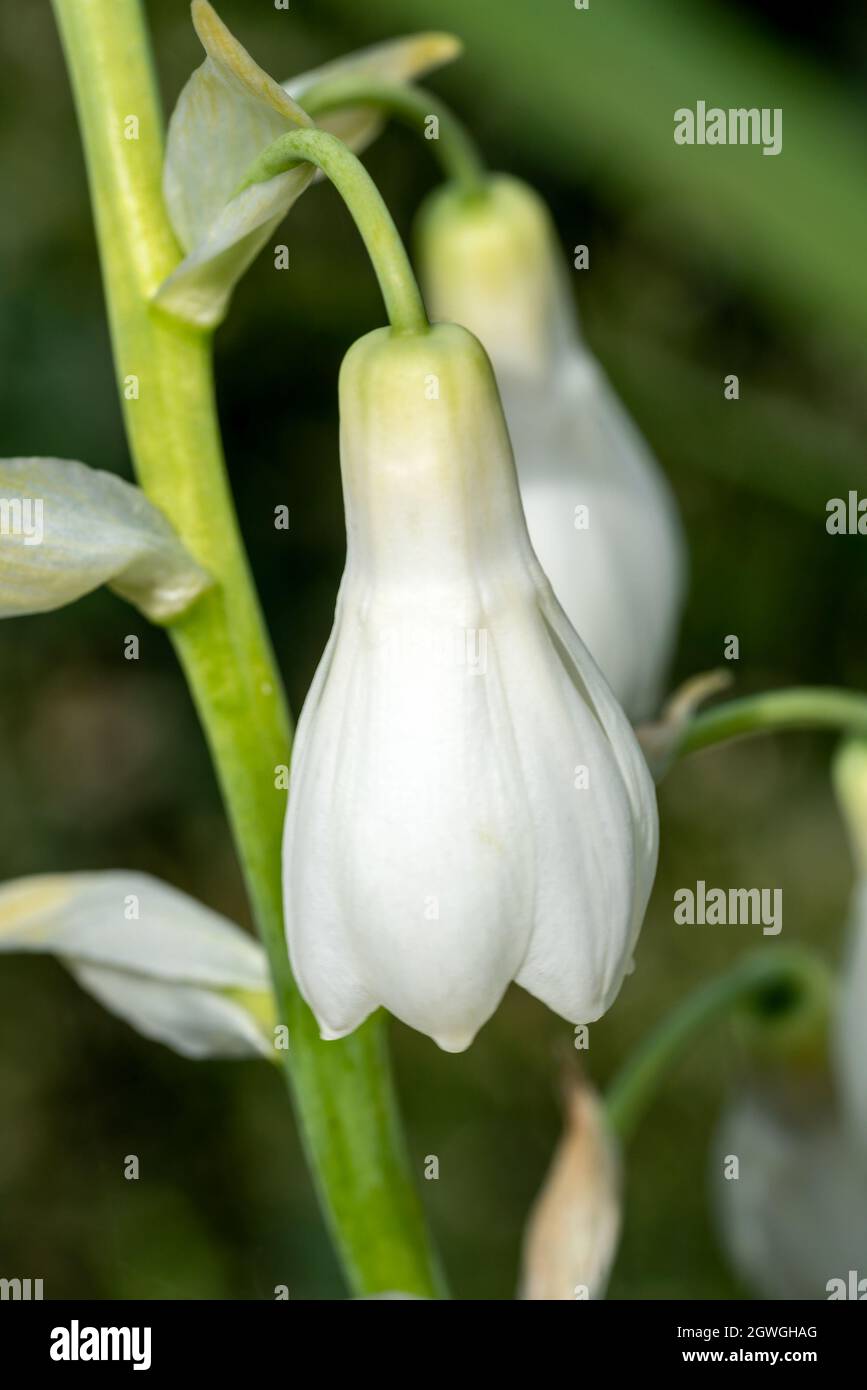 Ornithogalum Candicans a summer flowering bulbous plant with a white summertime flower commonly known as summer hyacinth or spire lily, stock photo im Stock Photo
