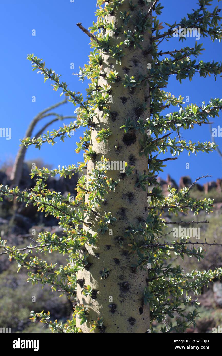 Fouquieria columnaris or Boojum tree or cirio is common in Mexico in the state of Baja California. Stock Photo