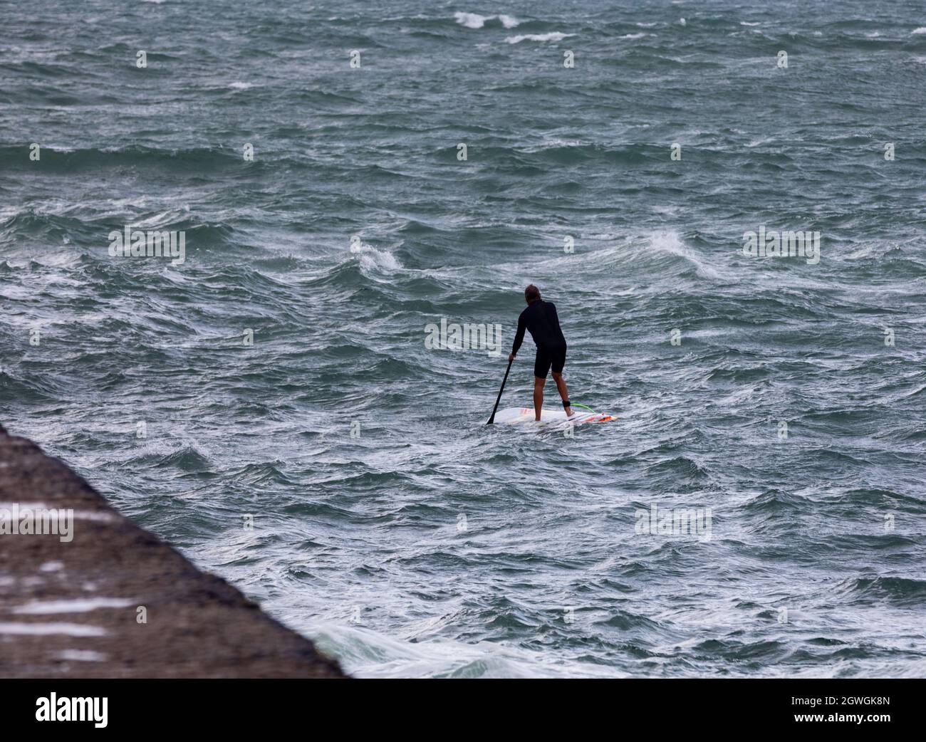 Dogs on paddle board hires stock photography and images Alamy
