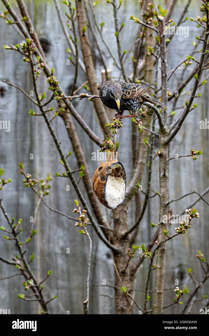 Starling Hanging Upside Down From Tree Branches To Reach A Suet Feeder. Stock Photo