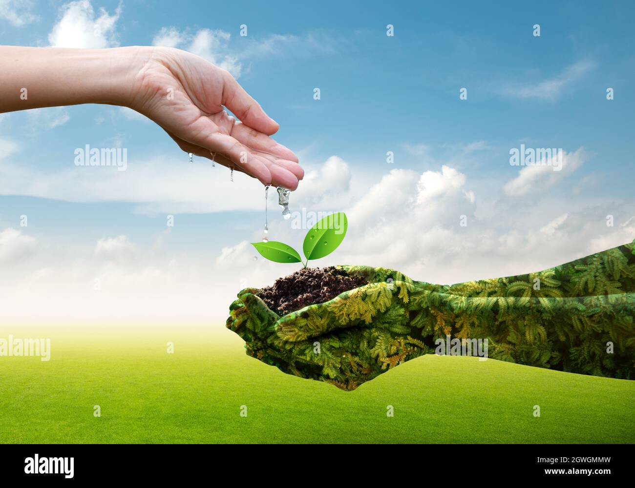 Hands Watering The Trees Growing In Green Hands On Beautiful Nature  Background Stock Photo - Alamy