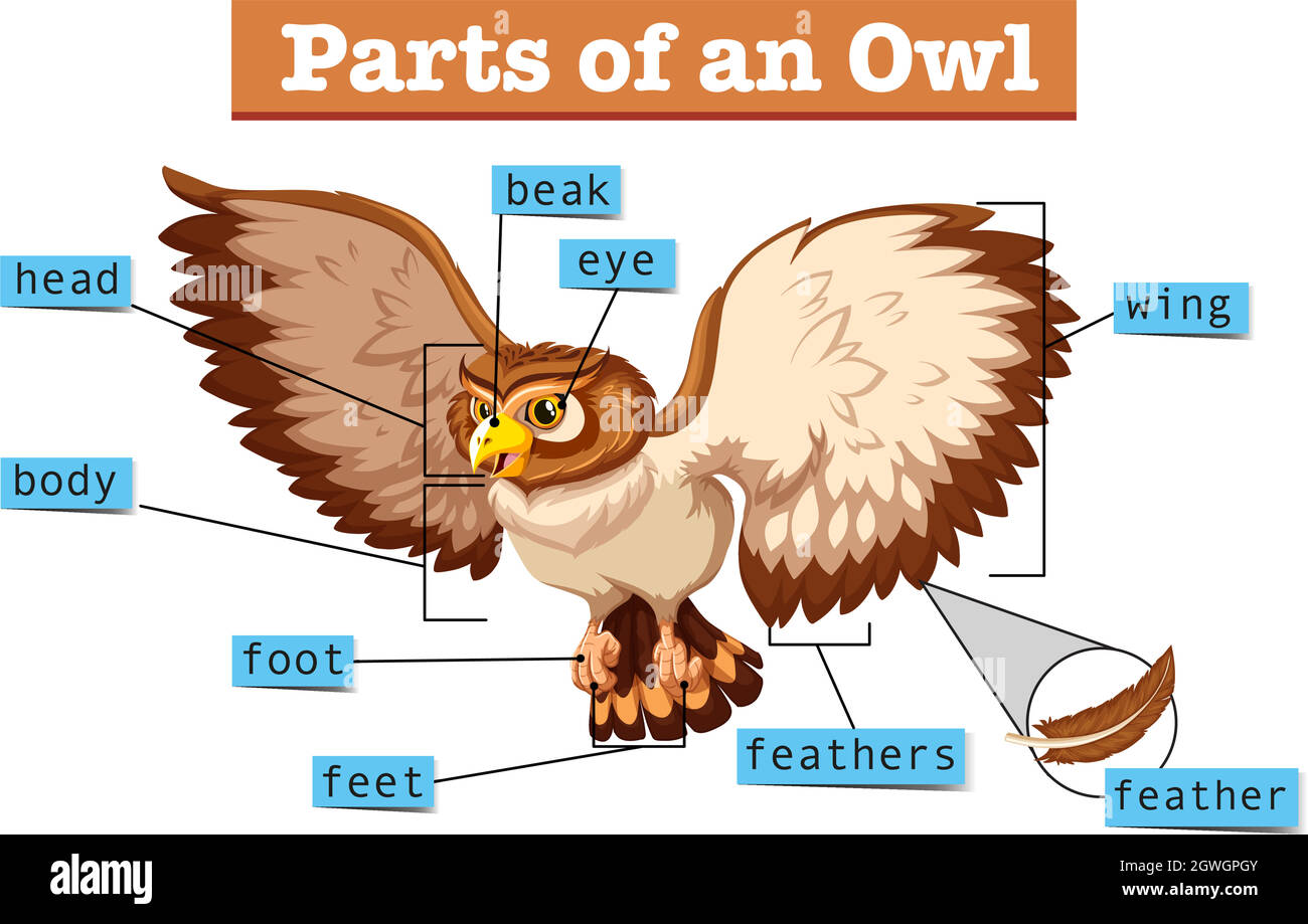 Diagram showing parts of owl Stock Vector