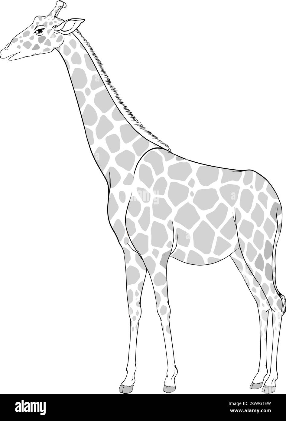 Cute Giraffe Coloring Page Vector Illustration On White Stock Illustration  - Download Image Now - iStock