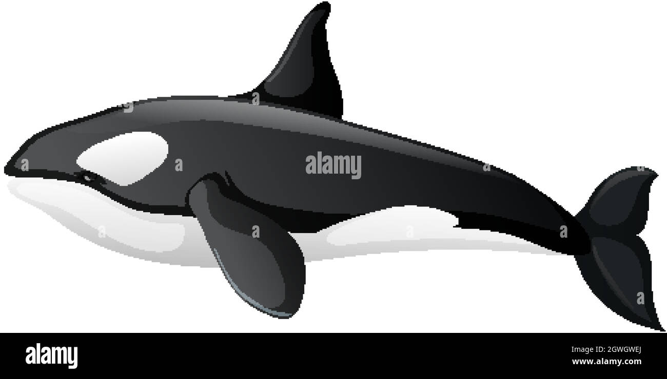 Killer whale orca on Cut Out Stock Images & Pictures - Alamy