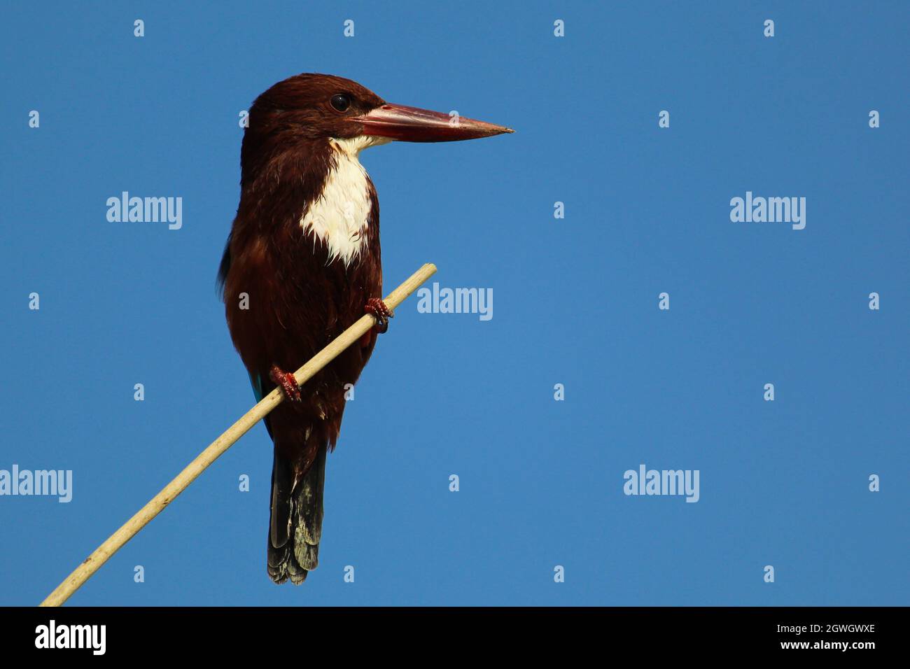 Kingfisher. Stock Photo