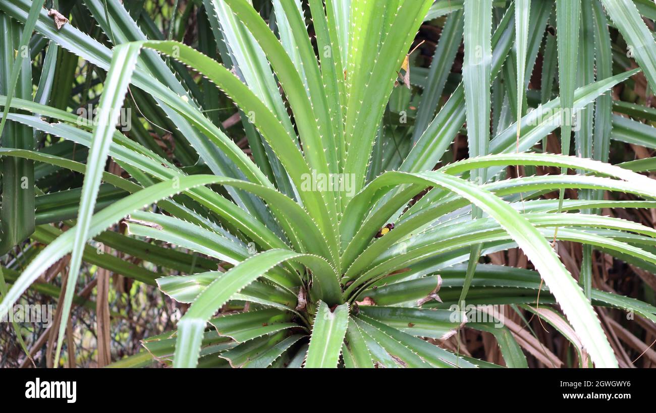 Kewda Flower In English