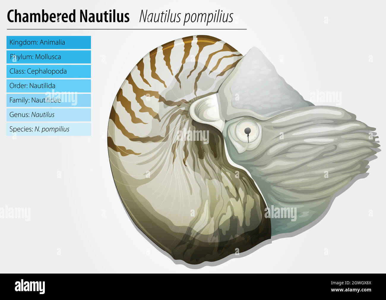 Nautilus -Nautilus pompilius Stock Vector