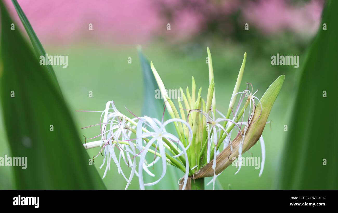 Spider lilies Scientific name: Hymenocallis Stock Photo