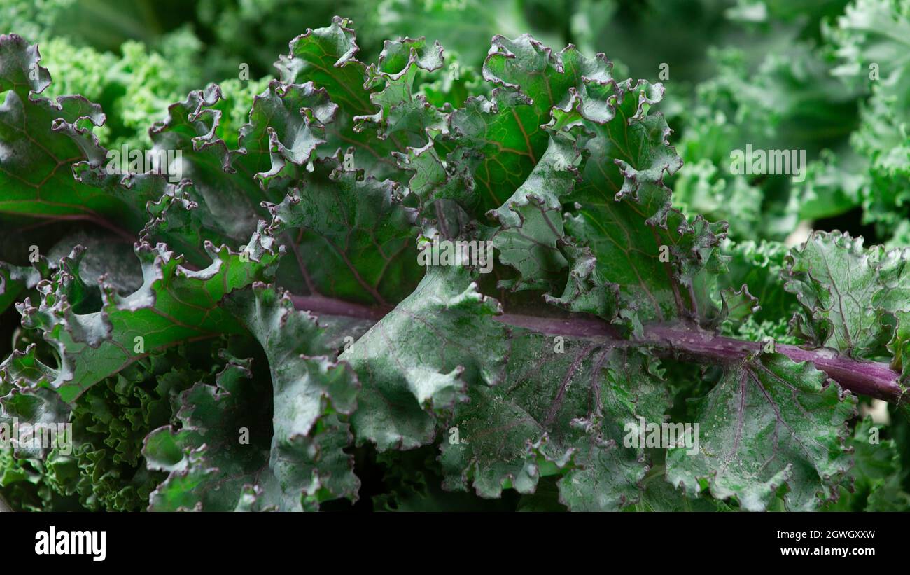 Fresh green Kale leaves, top view, horizontal, no people, Stock Photo