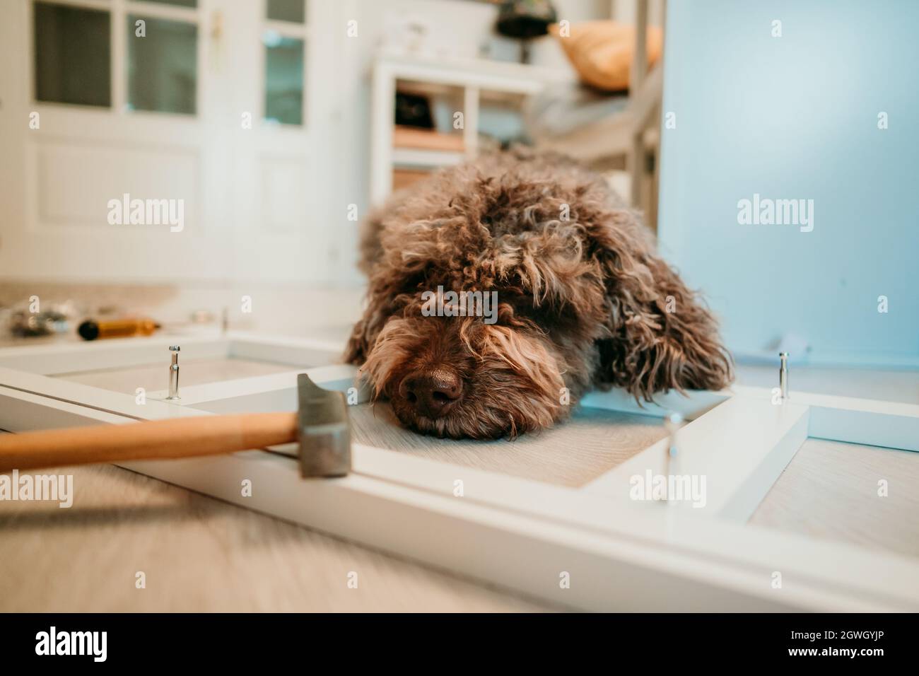 Dog Lying On Floor At Home Stock Photo Alamy