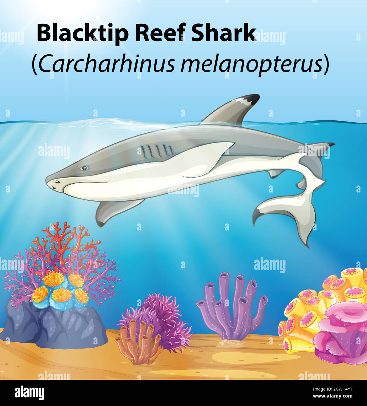 A blacktip reef shark Stock Vector