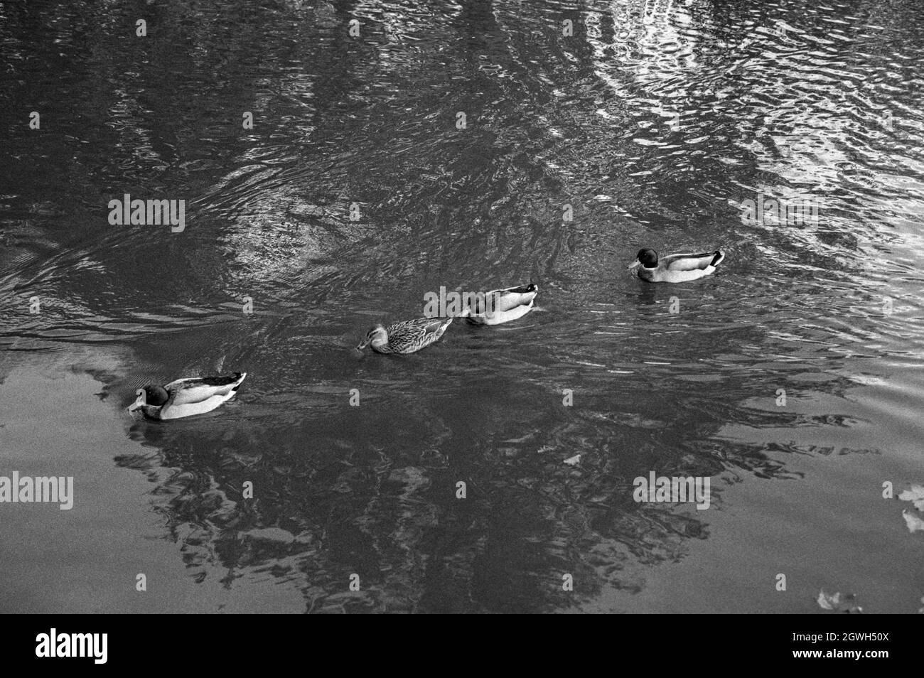 A monochrome shot of cute ducks swimming in the lake Stock Photo