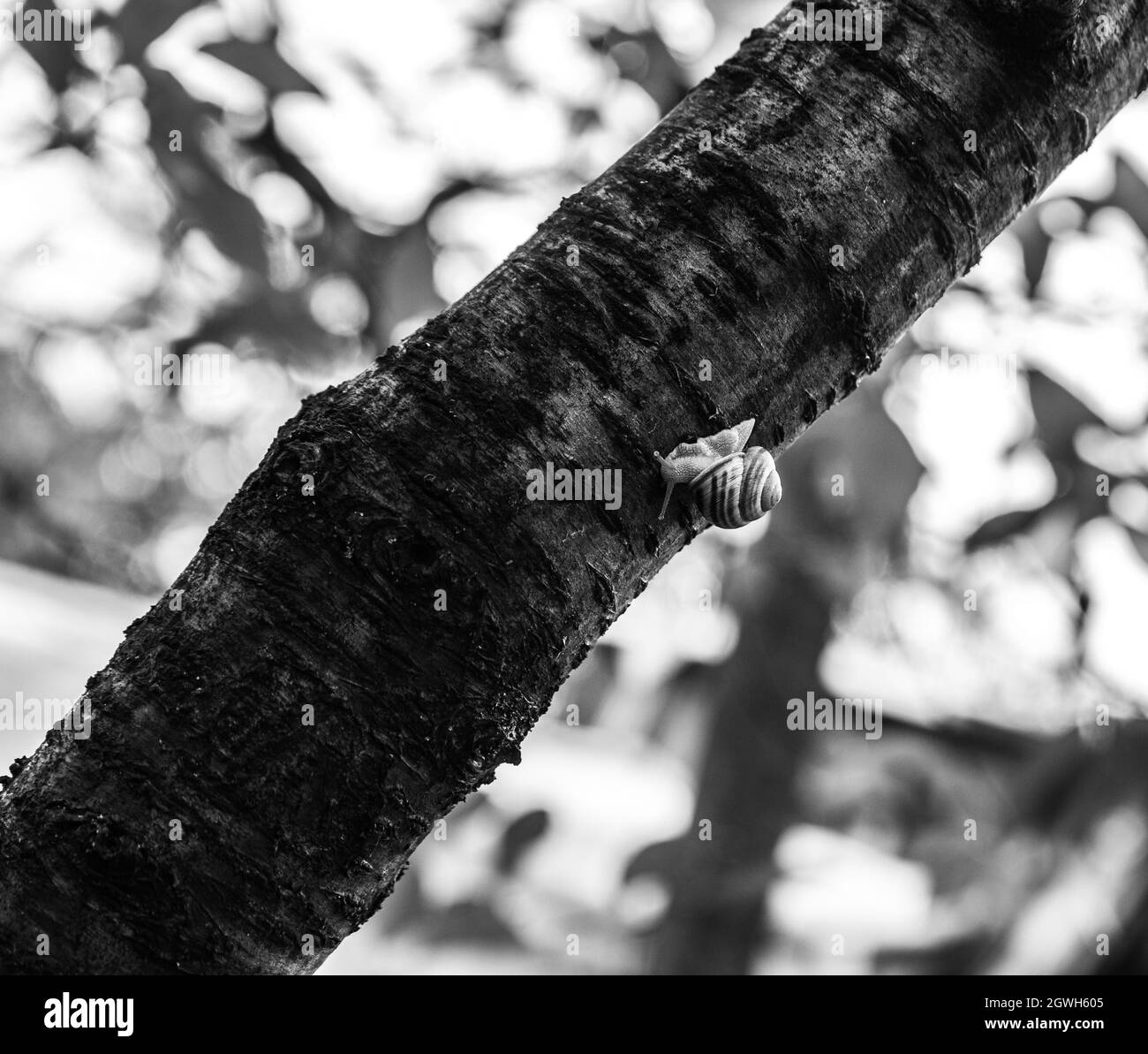 Tree snail on bark Black and White Stock Photos & Images - Alamy