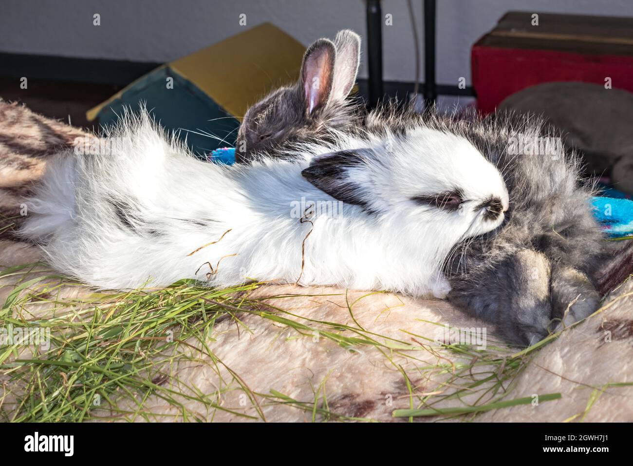 Domestic white and grey baby Jersey Wooly rabbit eating and sleeping, Cape Town, South Africa Stock Photo