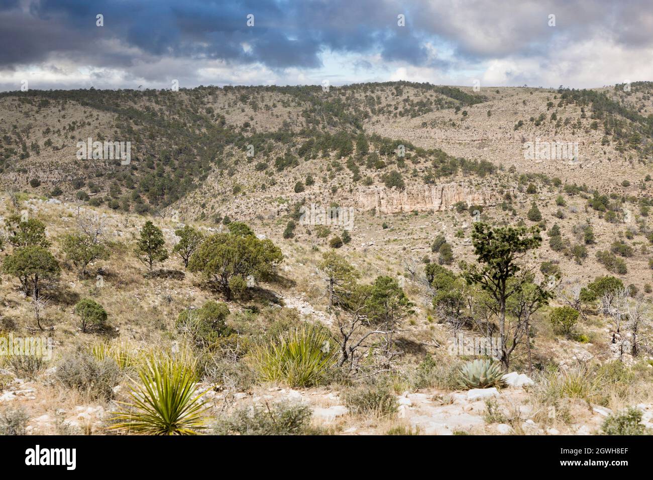 Cottonwood Cave area of the high Guadalupe mountains, scrub forest and desert, New Mexico, USA Stock Photo