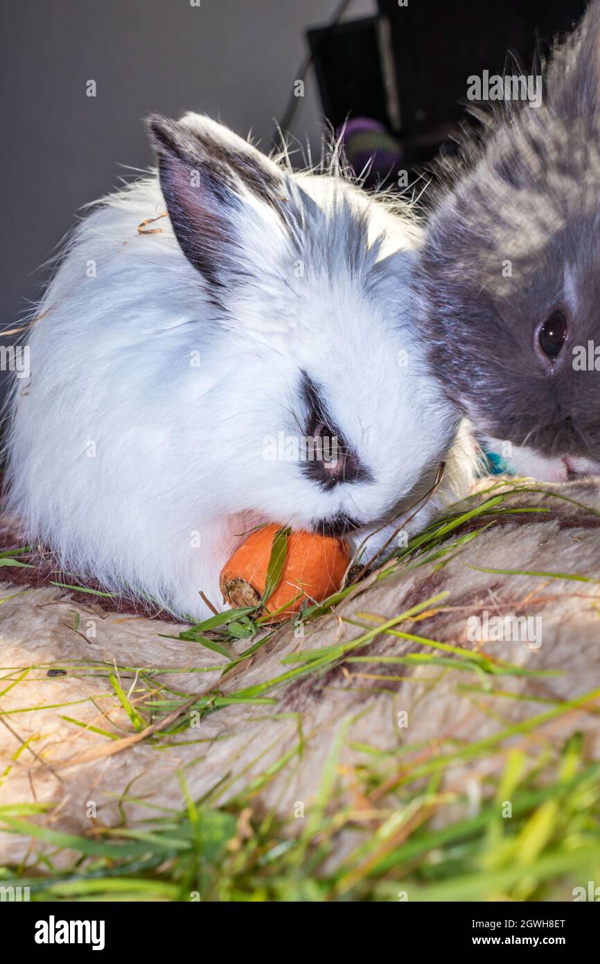 Domestic white and grey baby Jersey Wooly rabbit eating and sleeping ...