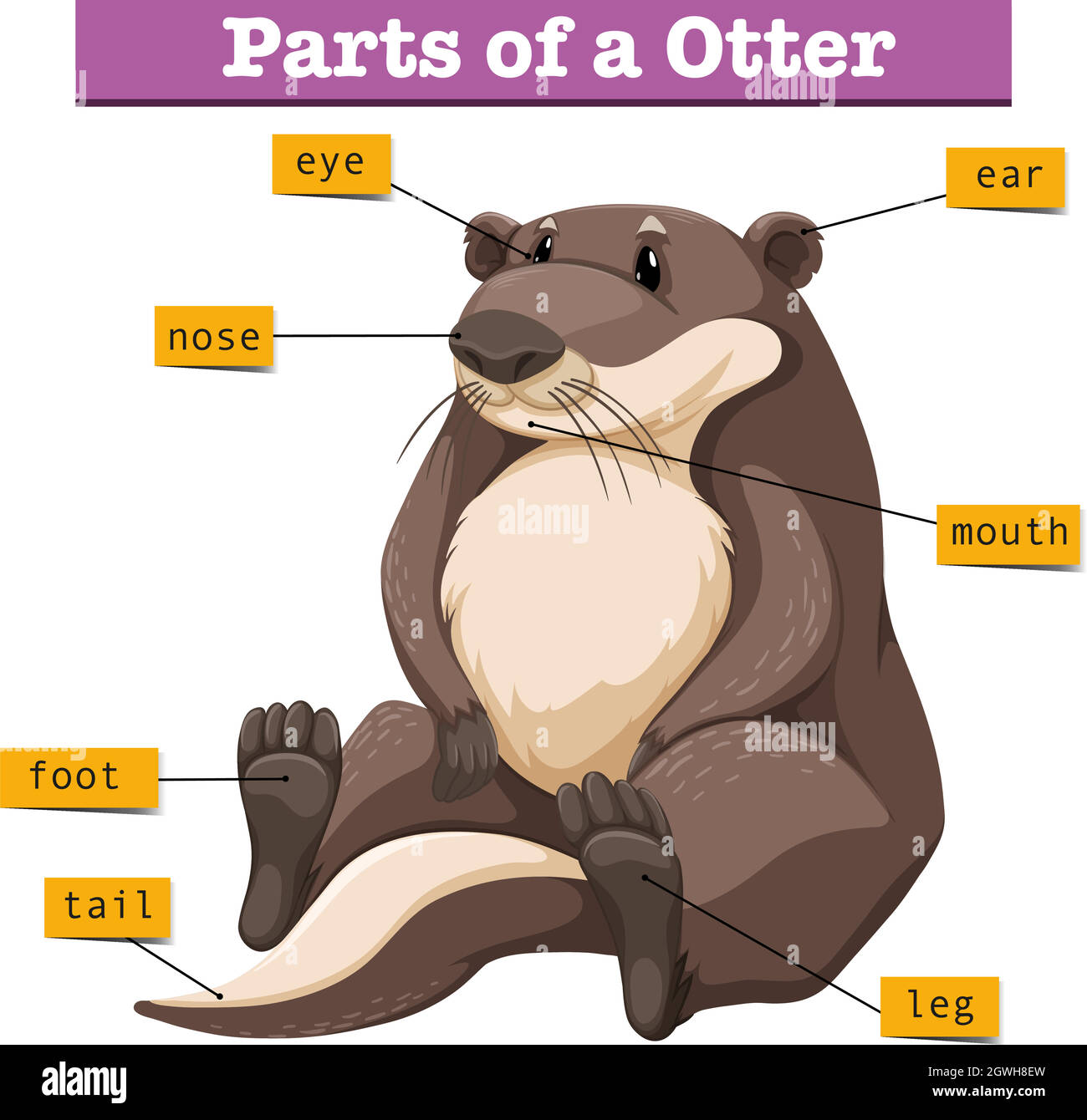 Diagram showing parts of otter Stock Vector