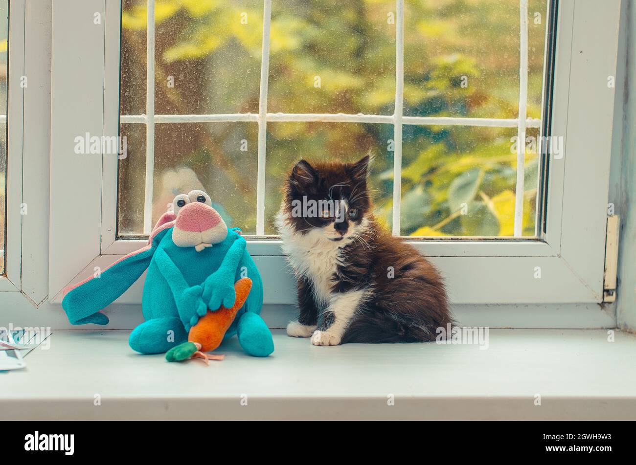 Cat Sitting On Window Sill Stock Photo Alamy