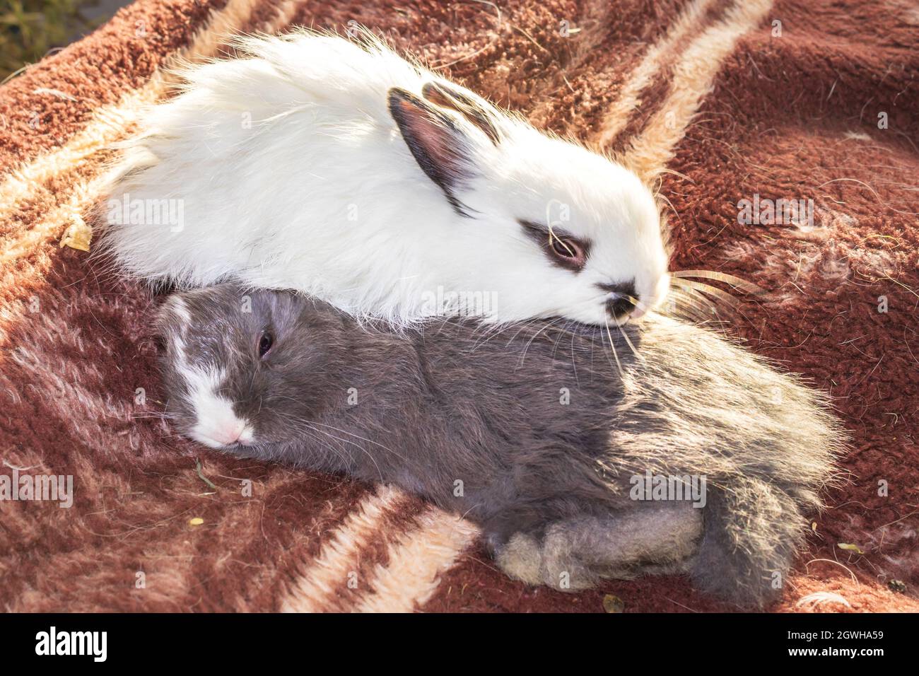 Domestic white and grey baby Jersey Wooly rabbit eating and sleeping ...