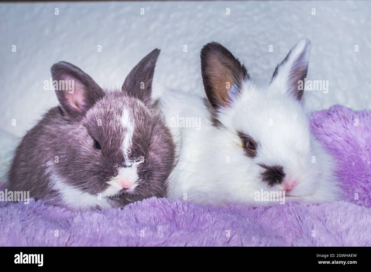 Domestic white and grey baby Jersey Wooly rabbit eating and sleeping ...