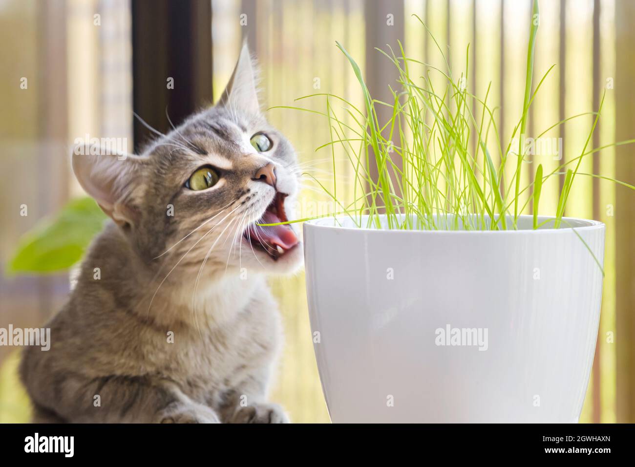 Gray Tabby Cat Eating, Sniffing And Munching Fresh Green Grass And Green Oats With Funny